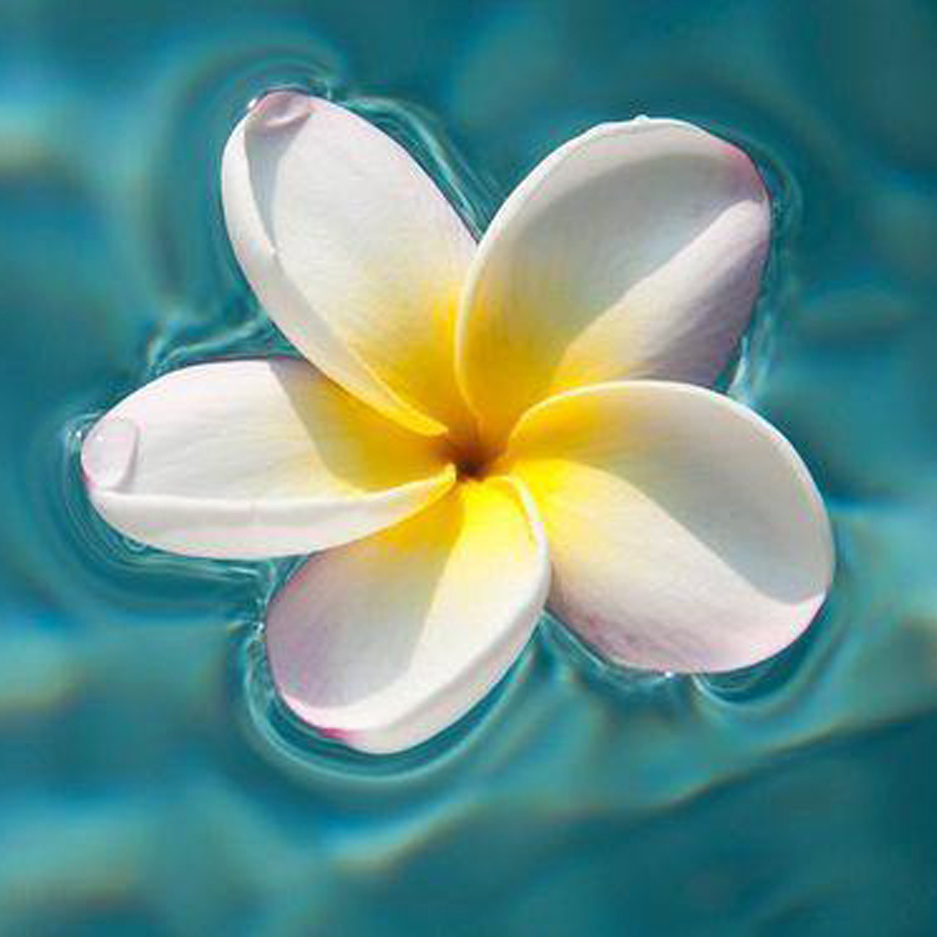 【會員30000積分+$588換】雞蛋花香水 《Frangipani》100ML