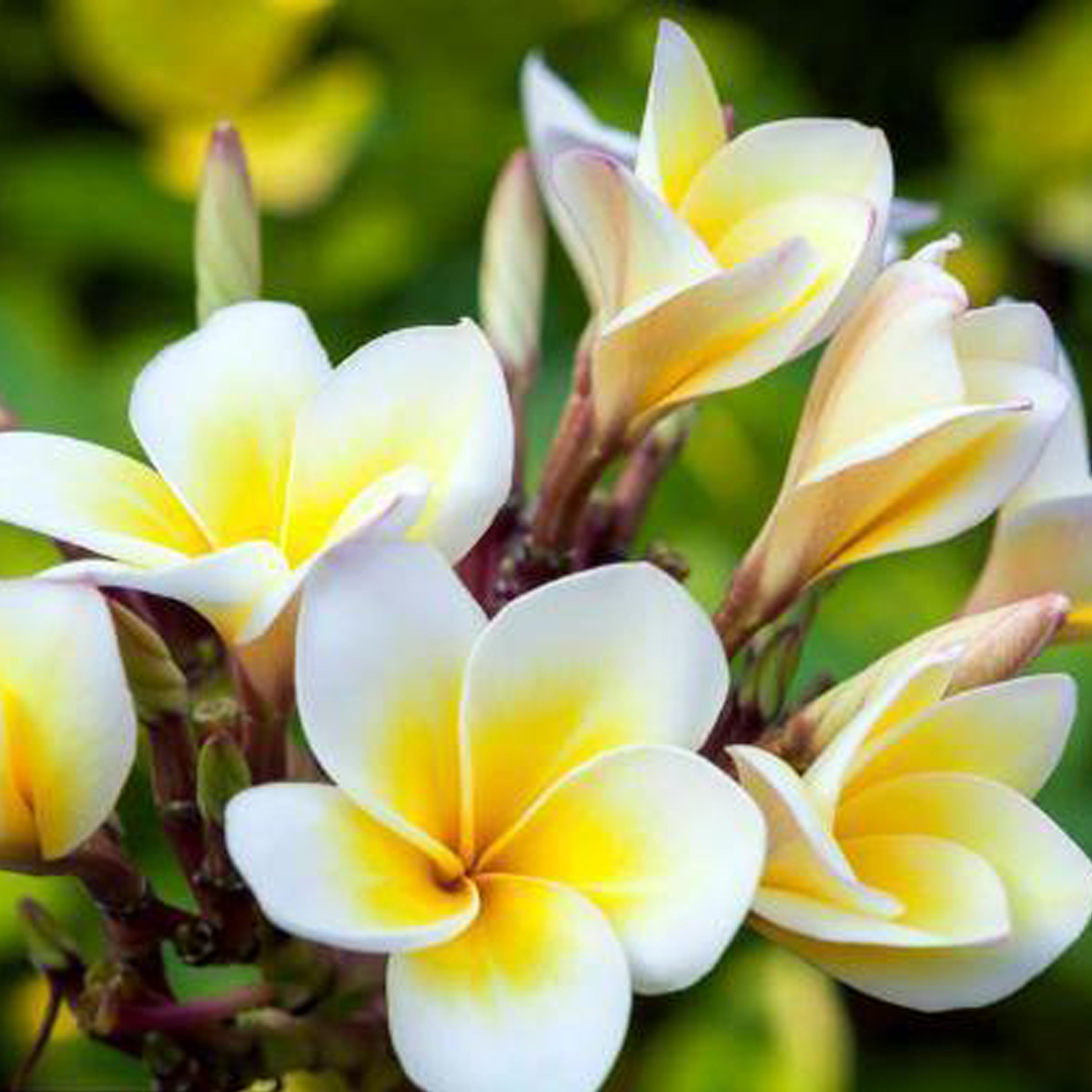 【會員30000積分+$588換】雞蛋花香水 《Frangipani》100ML