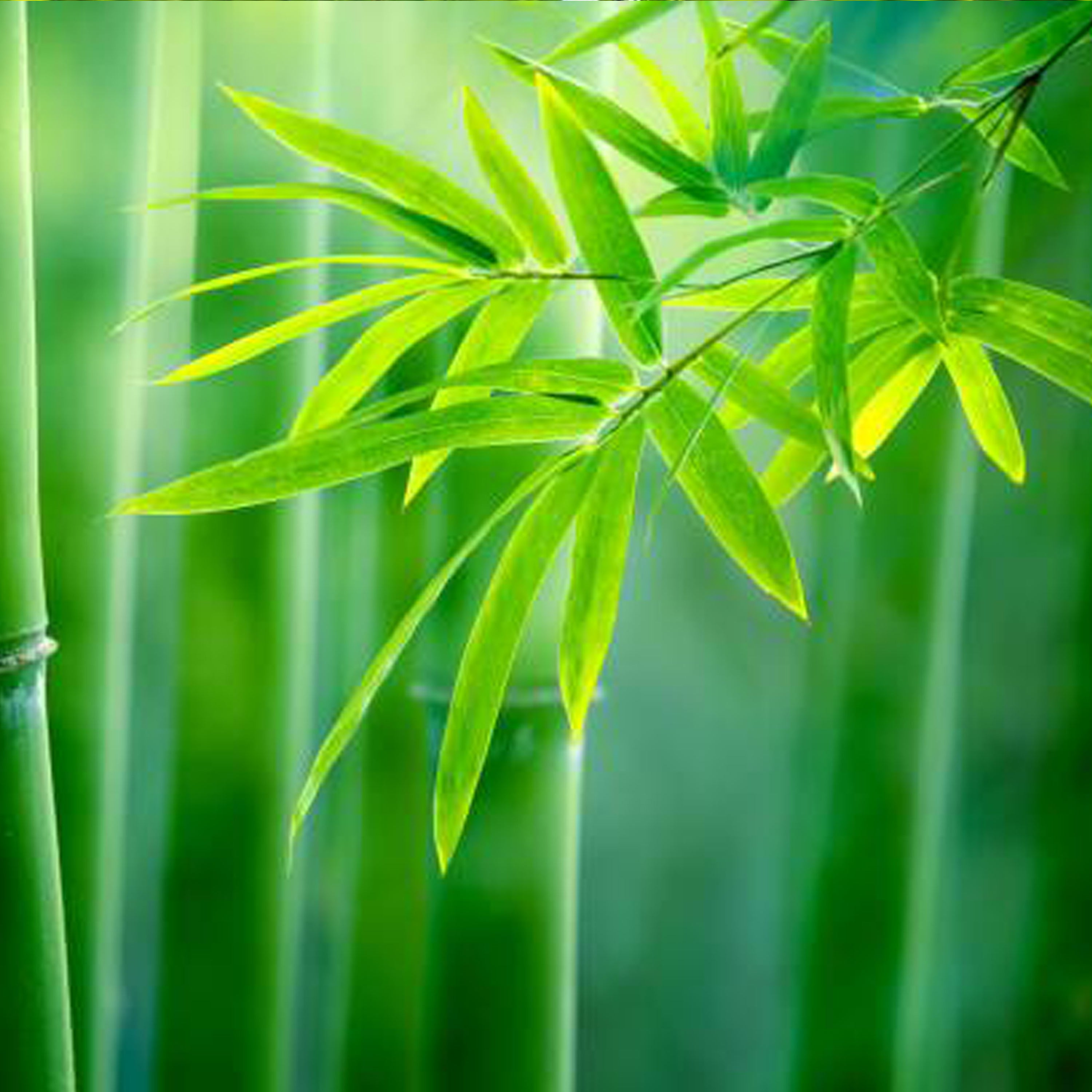 竹子香水《Bamboo》