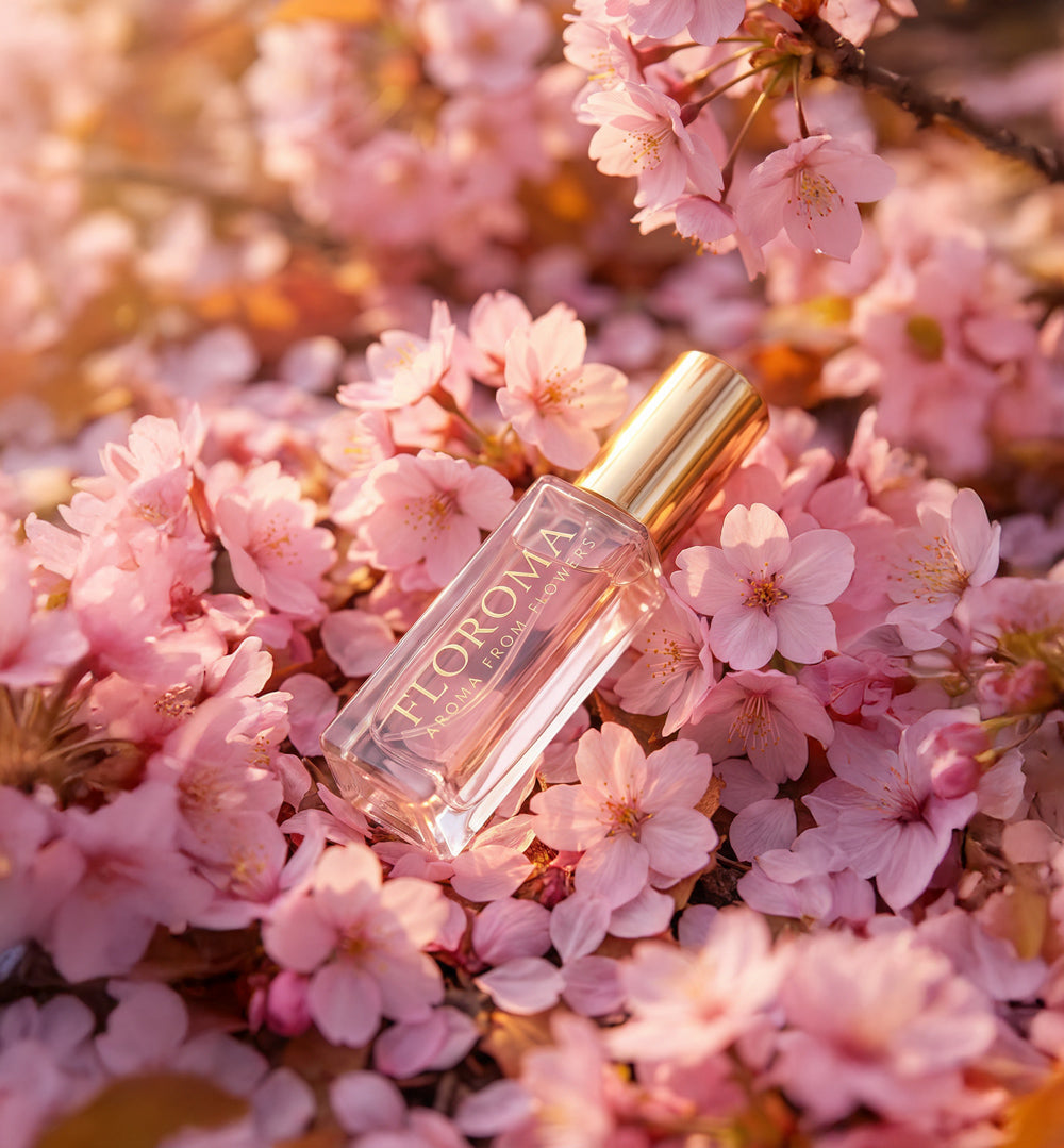 【春日限定】櫻花之舞 Sakura Blossom