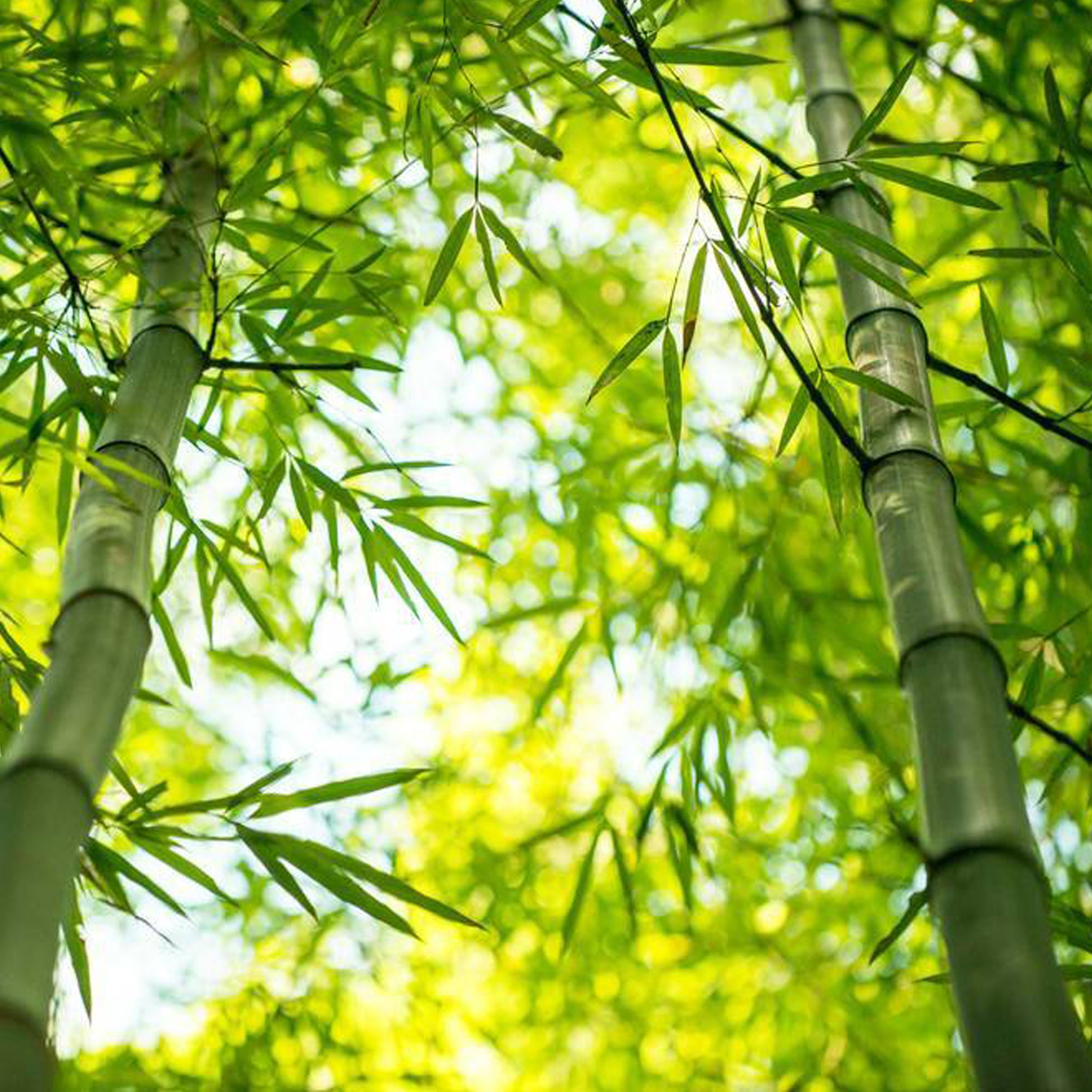 竹子香水《Bamboo》
